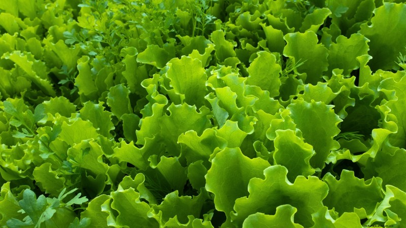 Plantgids voor oktober:gewassen voor het koele seizoen voor uw moestuin 