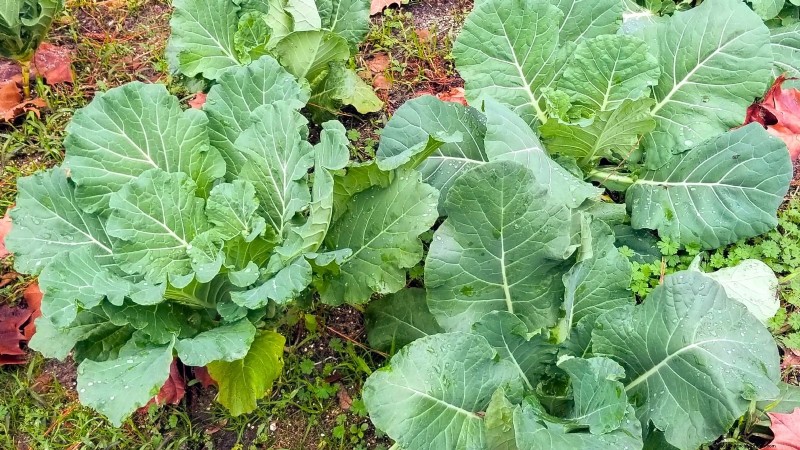 Plantgids voor oktober:gewassen voor het koele seizoen voor uw moestuin 
