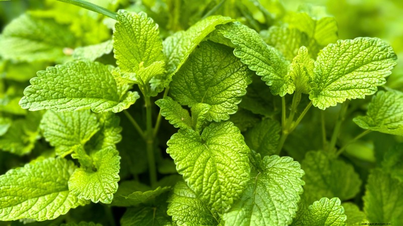 Plantgids voor oktober:gewassen voor het koele seizoen voor uw moestuin 