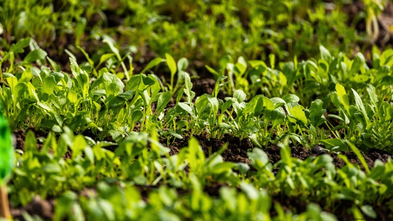 Plantgids voor oktober:gewassen voor het koele seizoen voor uw moestuin 