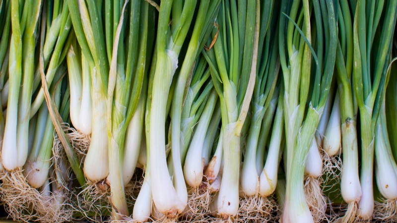 Plantgids voor oktober:gewassen voor het koele seizoen voor uw moestuin 