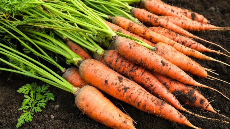 Plantgids voor oktober:gewassen voor het koele seizoen voor uw moestuin 