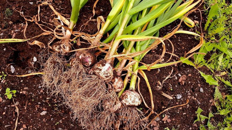 Plantgids voor oktober:gewassen voor het koele seizoen voor uw moestuin 