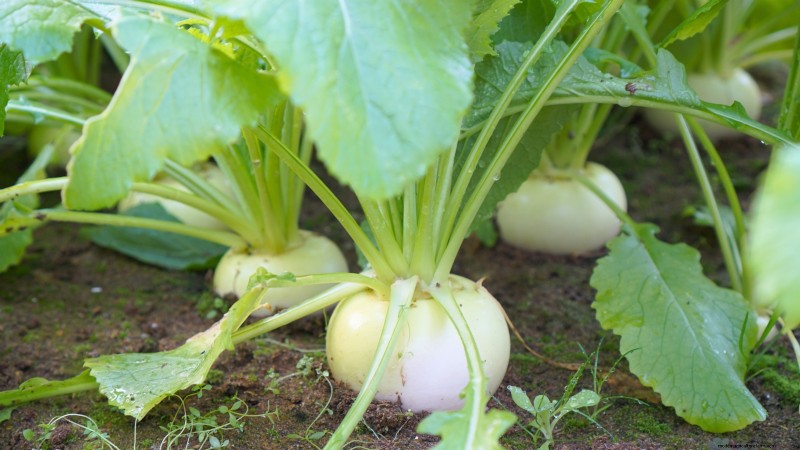 Plantgids voor oktober:gewassen voor het koele seizoen voor uw moestuin 