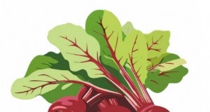 Verdure resistenti al gelo per la semina di ottobre:prolunga il tuo raccolto 