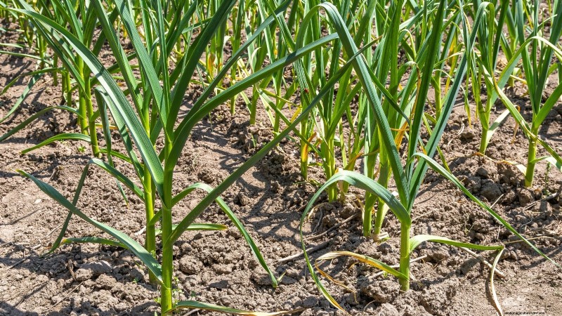 Frosttolerantes Gemüse für die Pflanzung im Oktober:Verlängern Sie Ihre Ernte 
