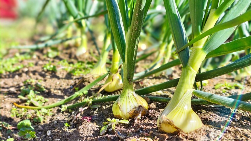 Frosttolerantes Gemüse für die Pflanzung im Oktober:Verlängern Sie Ihre Ernte 
