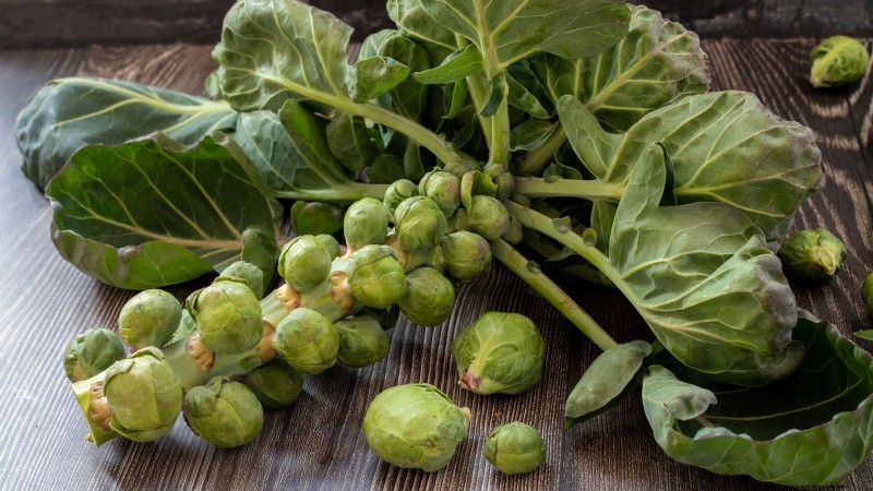 Kubis Brussel:Tips Memanen &Waktu Terbaik untuk Memilih 
