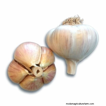 Waktu Tanam Bawang Putih Optimal Berdasarkan Wilayah:Panduan Lengkap 