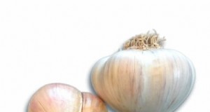 Optimale knoflookplanttijden per regio:een complete gids 