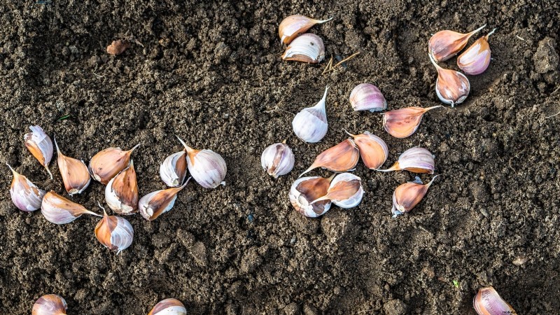Waktu Tanam Bawang Putih Optimal Berdasarkan Wilayah:Panduan Lengkap 