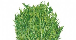 Asiatisches Gemüse:Geschmack und Ernährung im Herbst und Winter kultivieren 