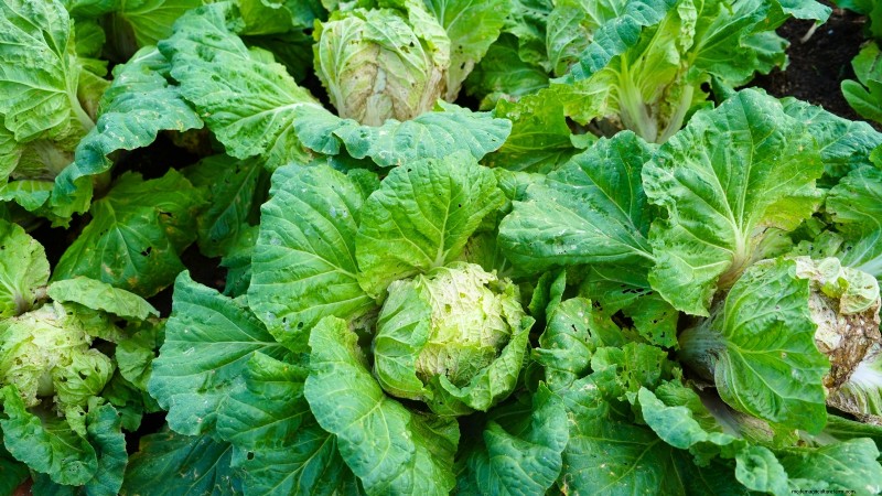 Asiatisches Gemüse:Geschmack und Ernährung im Herbst und Winter kultivieren 