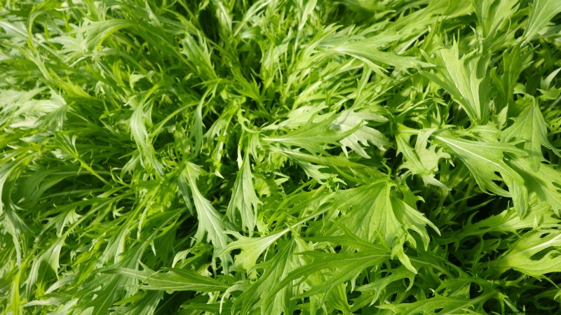 Asiatisches Gemüse:Geschmack und Ernährung im Herbst und Winter kultivieren 