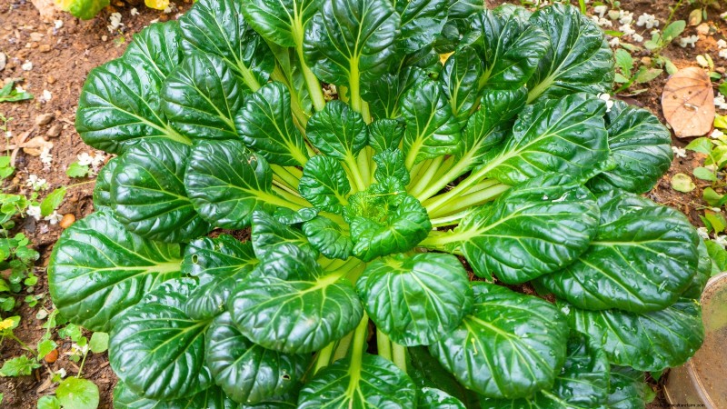 Asiatisches Gemüse:Geschmack und Ernährung im Herbst und Winter kultivieren 