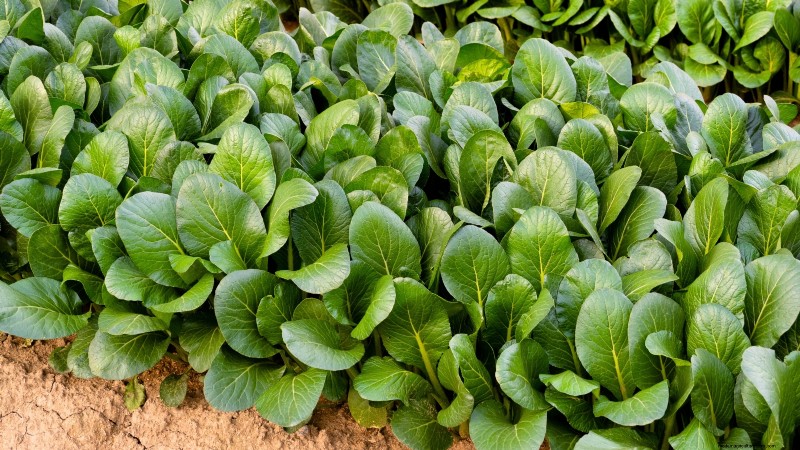 Asiatisches Gemüse:Geschmack und Ernährung im Herbst und Winter kultivieren 