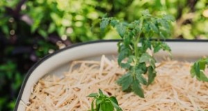 Proteja seus tomates:prolongue a estação de cultivo com 7 métodos comprovados 