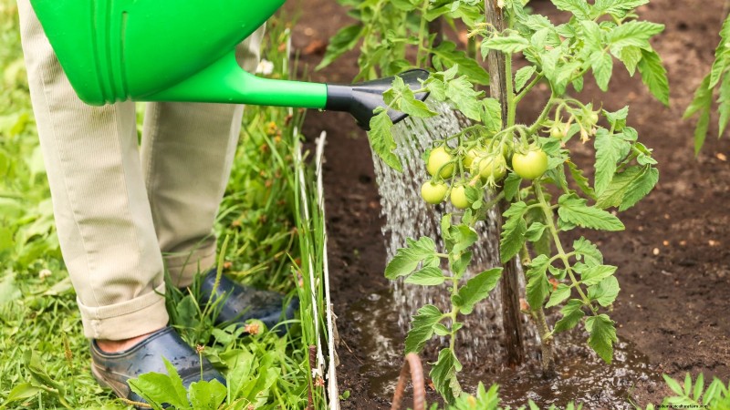 Proteggi i tuoi pomodori:prolunga la stagione di crescita con 7 metodi comprovati 