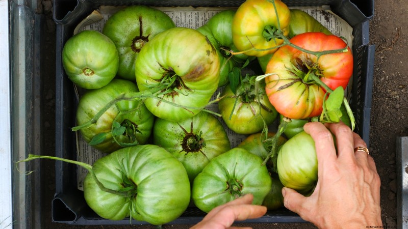 Proteggi i tuoi pomodori:prolunga la stagione di crescita con 7 metodi comprovati 