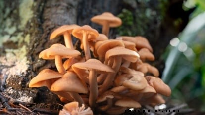 Coltivare i funghi Portobello a casa:una guida completa 