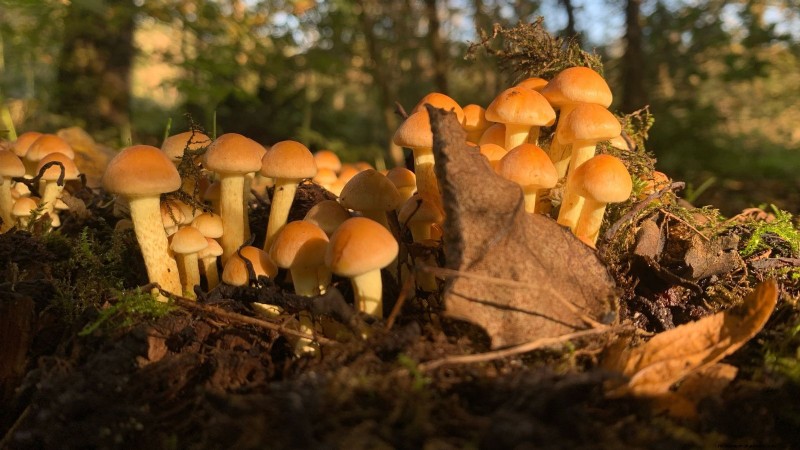 Coltivare i funghi Portobello a casa:una guida completa 