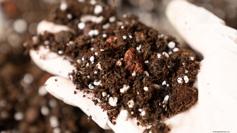 Coltivare i funghi Portobello a casa:una guida completa 