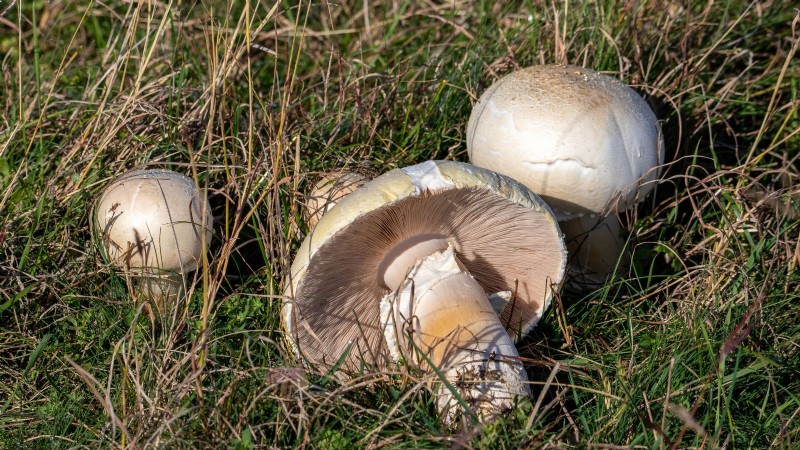 Coltivare i funghi Portobello a casa:una guida completa 