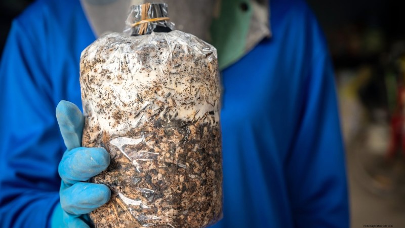 Coltivare i funghi Portobello a casa:una guida completa 