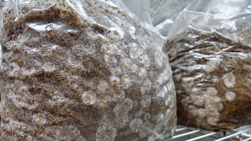 Coltivare i funghi Portobello a casa:una guida completa 