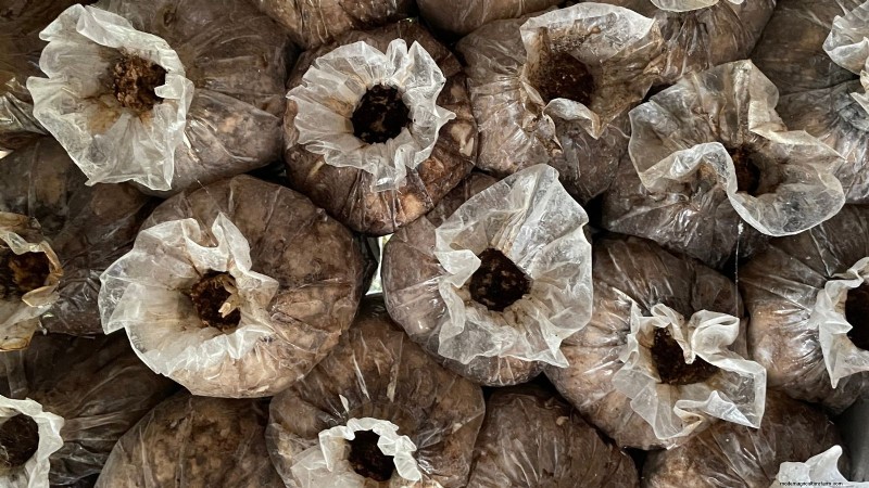 Coltivare i funghi Portobello a casa:una guida completa 