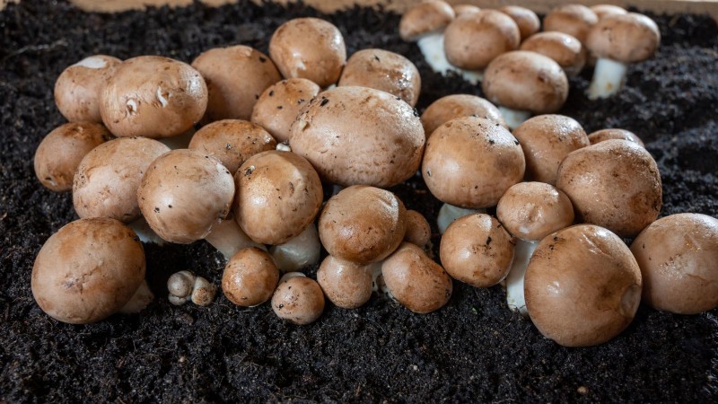 Coltivare i funghi Portobello a casa:una guida completa 