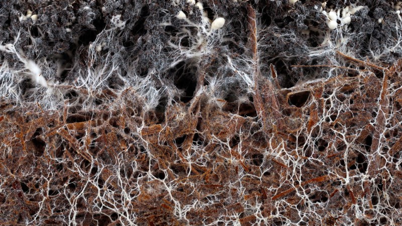 Coltivare i funghi Portobello a casa:una guida completa 