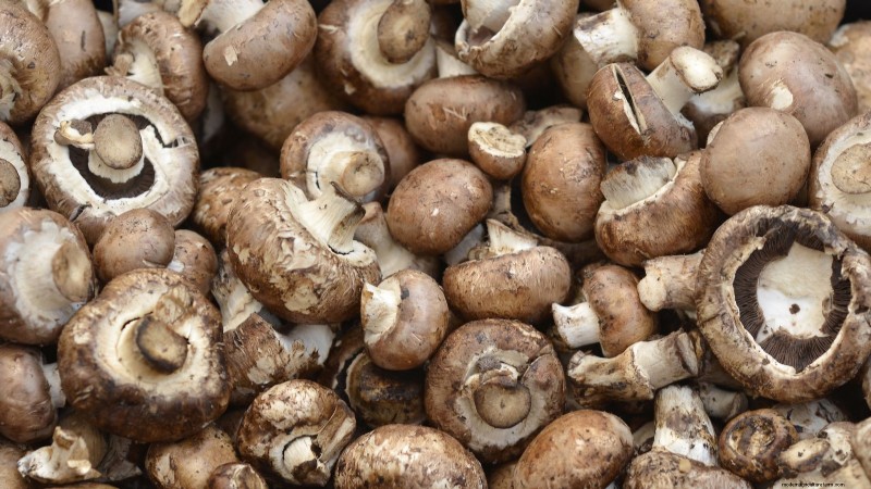 Coltivare i funghi Portobello a casa:una guida completa 