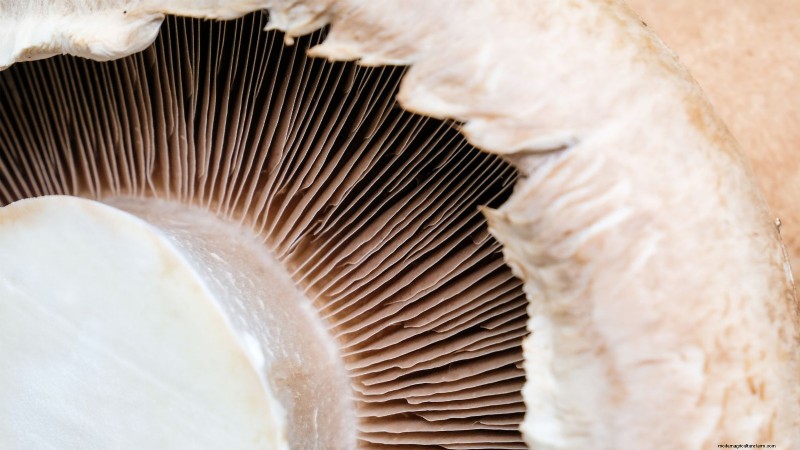 Coltivare i funghi Portobello a casa:una guida completa 