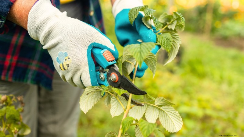 Frambozen met herfstvruchten:gids voor snoeien en kweken voor twee oogsten 