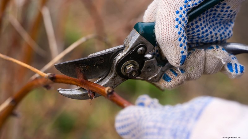 Frambozen met herfstvruchten:gids voor snoeien en kweken voor twee oogsten 