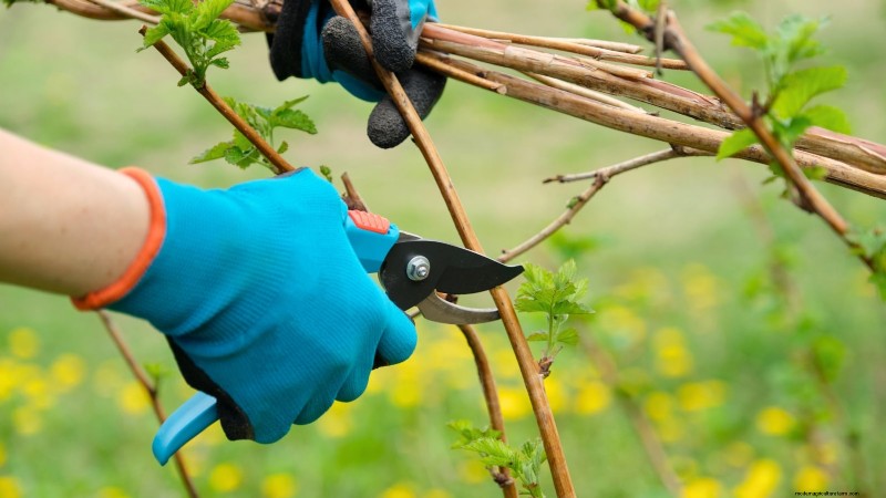 Frambozen met herfstvruchten:gids voor snoeien en kweken voor twee oogsten 