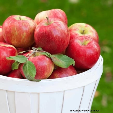 Herbstfruchtpflanzen für eine schöne und produktive essbare Landschaftsgestaltung 