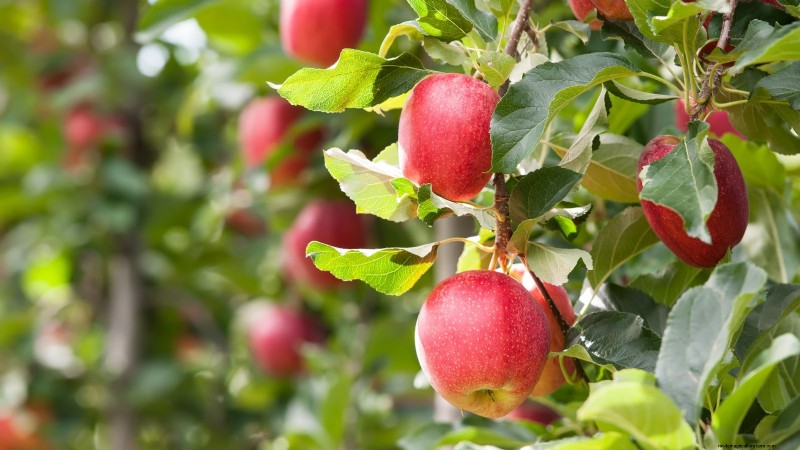 Herbstfruchtpflanzen für eine schöne und produktive essbare Landschaftsgestaltung 