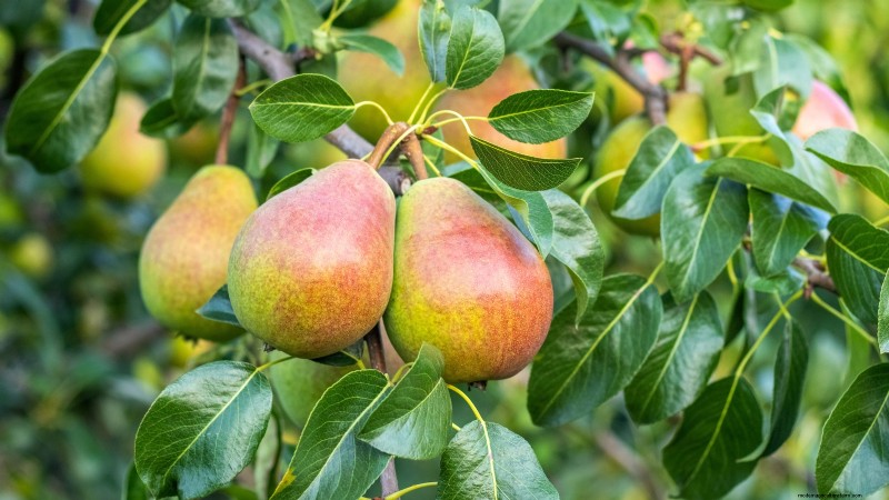 Herbstfruchtpflanzen für eine schöne und produktive essbare Landschaftsgestaltung 