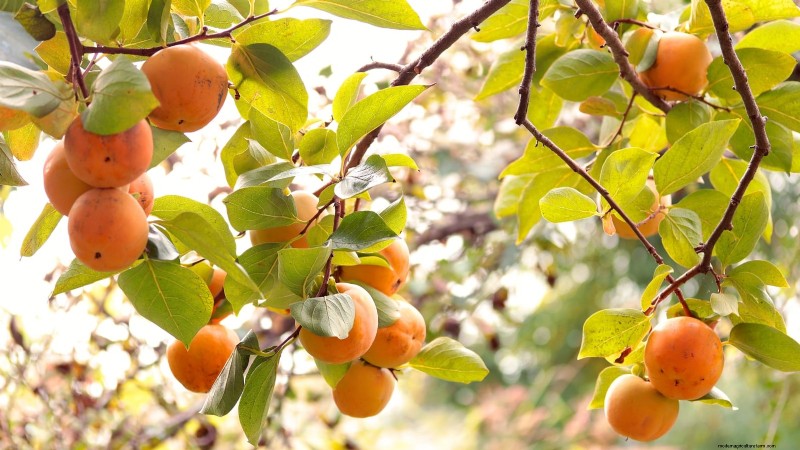 Herbstfruchtpflanzen für eine schöne und produktive essbare Landschaftsgestaltung 