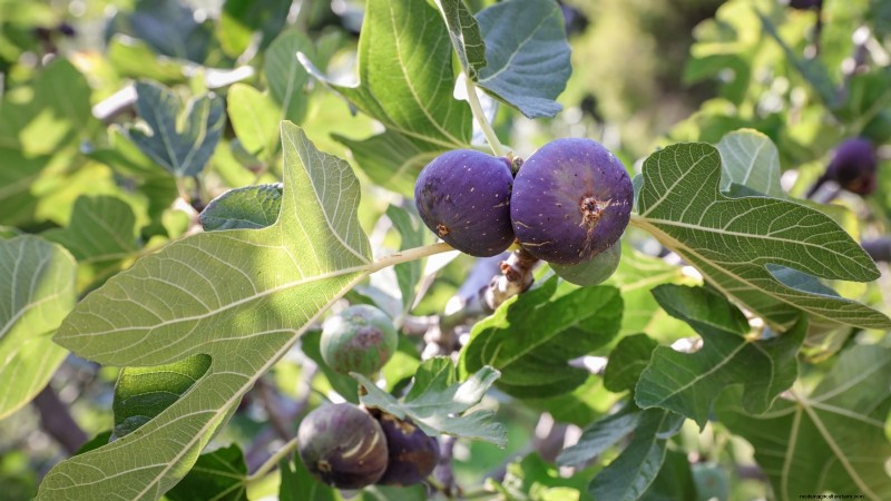 Herbstfruchtpflanzen für eine schöne und produktive essbare Landschaftsgestaltung 