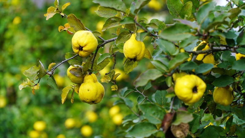 Herbstfruchtpflanzen für eine schöne und produktive essbare Landschaftsgestaltung 