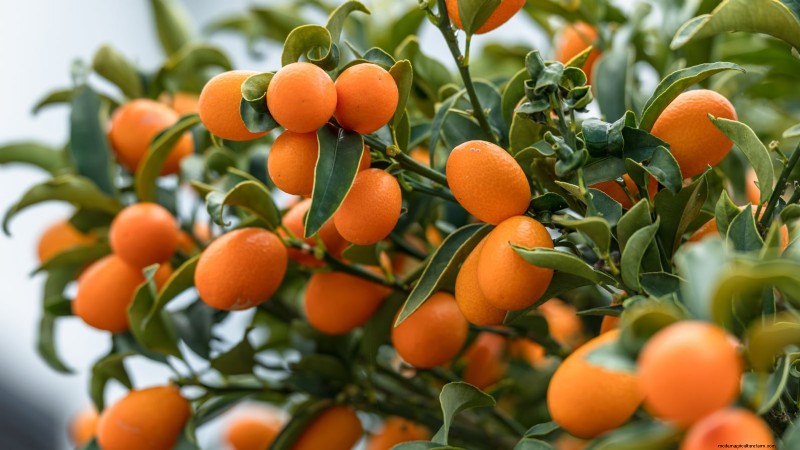 Herbstfruchtpflanzen für eine schöne und produktive essbare Landschaftsgestaltung 