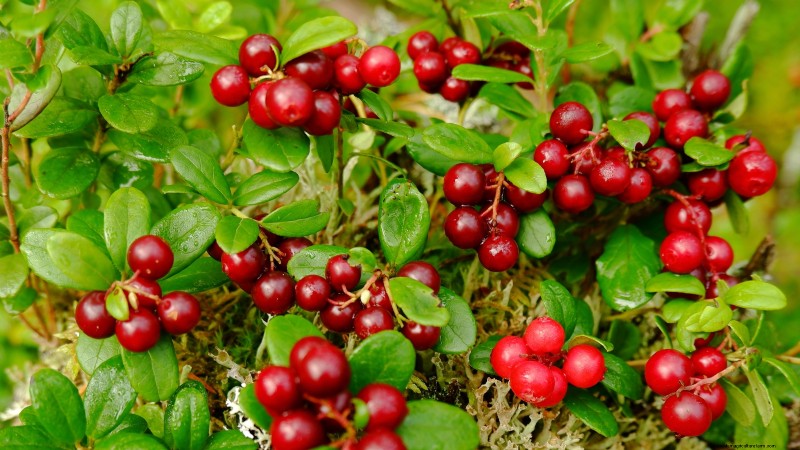 Herbstfruchtpflanzen für eine schöne und produktive essbare Landschaftsgestaltung 