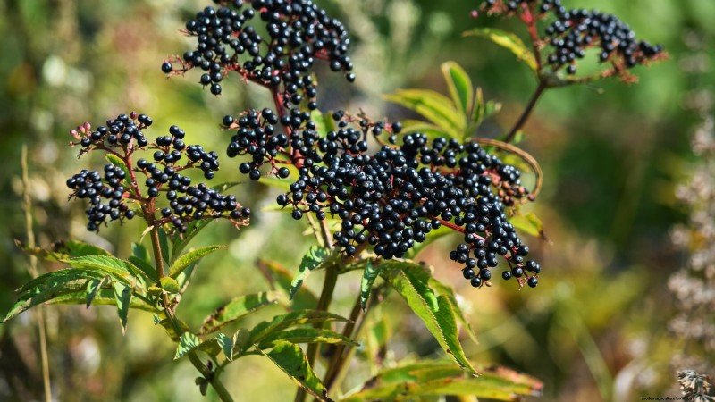 Herbstfruchtpflanzen für eine schöne und produktive essbare Landschaftsgestaltung 