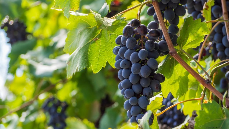 Herbstfruchtpflanzen für eine schöne und produktive essbare Landschaftsgestaltung 
