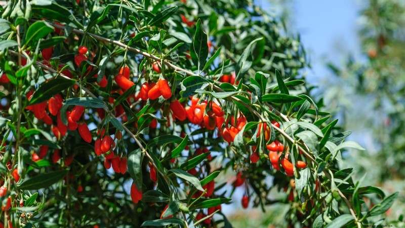 Herbstfruchtpflanzen für eine schöne und produktive essbare Landschaftsgestaltung 