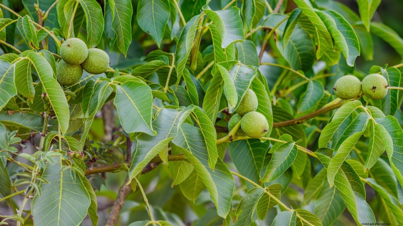 Herbstfruchtpflanzen für eine schöne und produktive essbare Landschaftsgestaltung 
