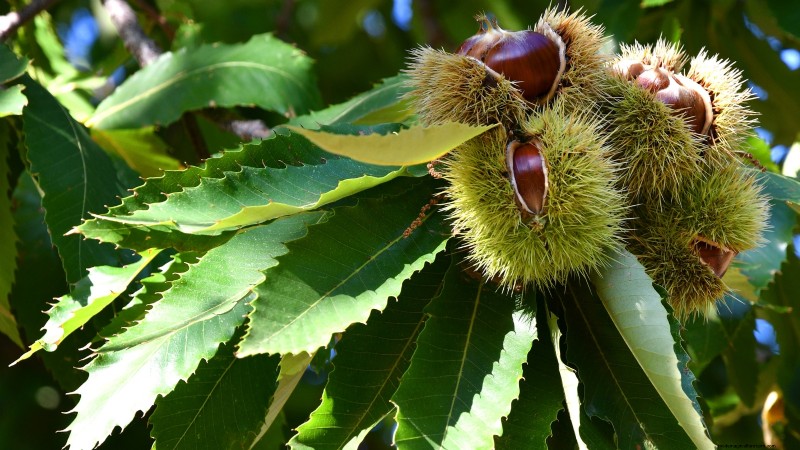 Herbstfruchtpflanzen für eine schöne und produktive essbare Landschaftsgestaltung 